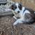 Rehoming sweet dog 2 thumbnail