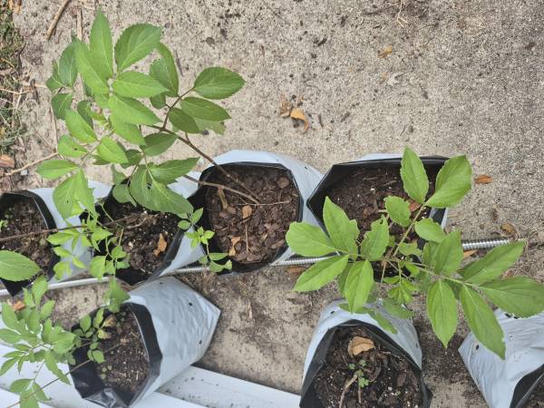 Adam's Elderberry Tree 1 Gallon Pots Buy 3 Or More And $15 Each 1