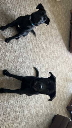 Lab mix63661209818627122