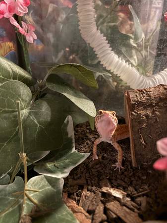 Leopard geckos and enclosure63625176111745121