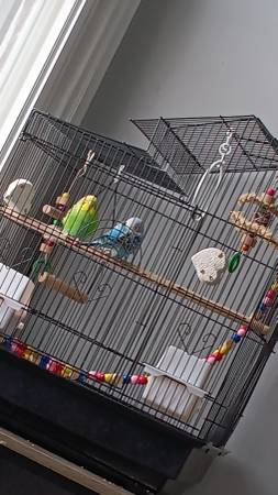2 parakeets (North Bend Ne)63886911169793124