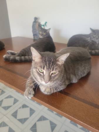 Cats (Starke)63993131737475124