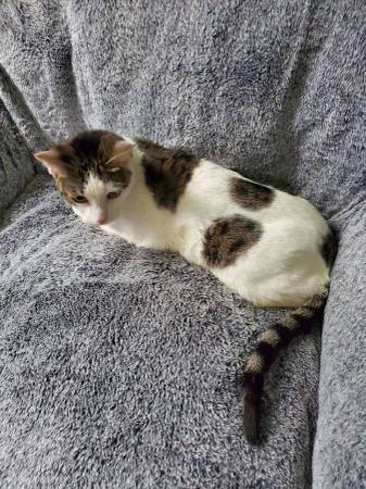 Very Sweet Girl Cat /Kitten Looking for Forever Home63844235250307123