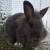 Lionhead rabbit 2 thumbnail