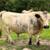 Miniature American British White Park Bull 2 thumbnail