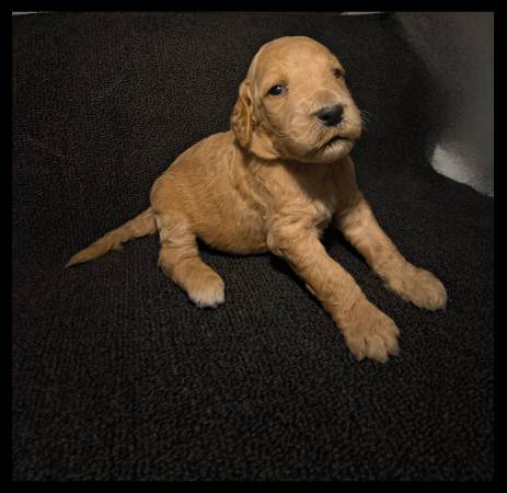 Miss Rehoming Doodle Standard (Las Vegas NV)63907296878082120