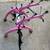 Saris bones 3 bike rack Pink 2 thumbnail