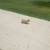 LOST DOG CHIHUAHUA TAN IN COLOR-ROCKY 2 thumbnail