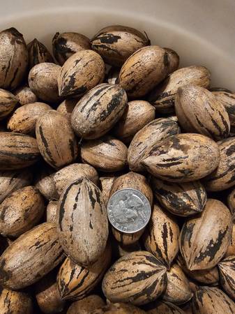 Pecans 1