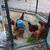 Easter Egger Chickens For Sale 2 thumbnail