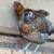 Pullets/Chickens. 2 thumbnail