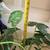 Artificial Greenery Leaf Potted Plant 7 thumbnail