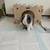 Baby Bunny Holland Lop 1 thumbnail