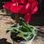 Cyclamen 9 thumbnail