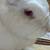 Adorable friendly rabbits 2 thumbnail