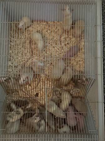 Feeder Rats 1