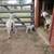 Goat Pictures 7 thumbnail