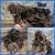 Silkies 7 thumbnail