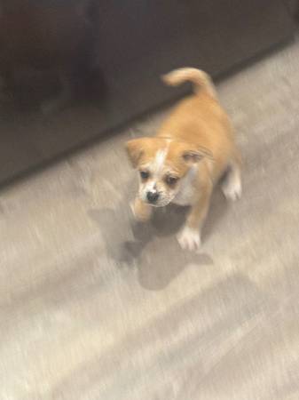 2 machos pequeños disponibles64722755043715121