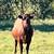 Great Starter Herd - South Poll Cattle 10 thumbnail