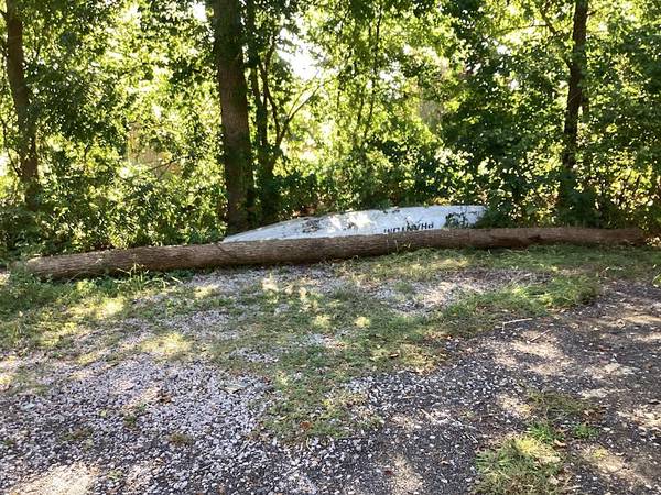 Black walnut log 1