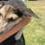Catahoula/shepherd mix puppies 3 thumbnail