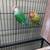 Bird Breeding set up 5 thumbnail