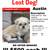 Lost shih tzu 3 thumbnail