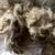 Raw Angora Goat Mohair 8 thumbnail