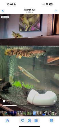 Pez Bichir (Midland)63624433478147122