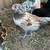Easter Egger Cockerels 5 thumbnail