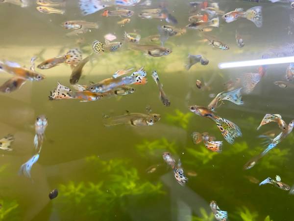 Free Guppies 1