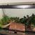 Leopard Gecko for Rehoming 2 thumbnail