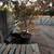 Japanese Maples, Cedar Hedge trees, Pecan, Topiary Evergreen 2 thumbnail