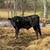 8 home raised feeder bull/steer calves 6 thumbnail