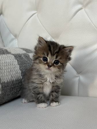 Rehoming for Scottishfold/ tabby kitten63853464707715122