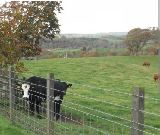 WANTED Long-term pasture lease 20+ acres 1