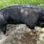 Pigs Ipp 5 thumbnail
