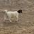 Sheep & Goats 10 thumbnail