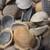 15Lbs Large Lot of Assorted Seashells from Florida Beaches 5 thumbnail