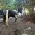 6 year old mare 4 thumbnail