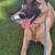 3 Year Old Belgian Malinois-German Shepherd Mix 1 thumbnail