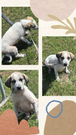 Great Pyrenees puppy Free (Canton)64037622495489120