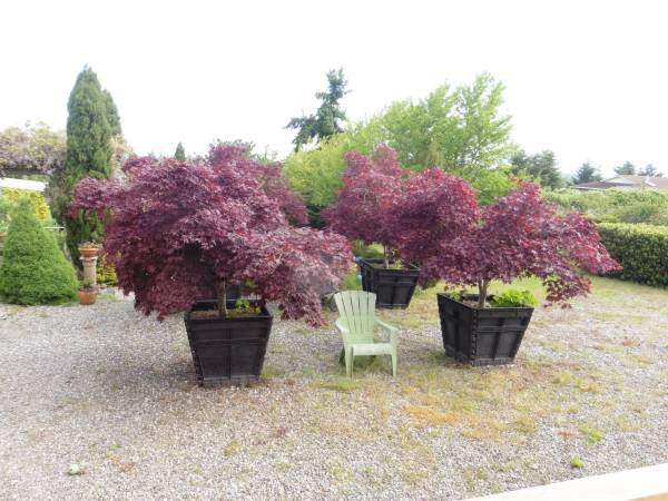 Japanese Maple Trees 1