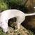 Dogo argentino/pit mix 3 thumbnail