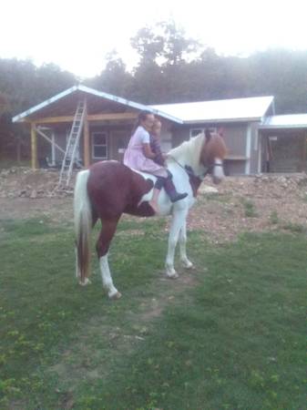 Very Handsome Reg. Fox Trotter Stallion 1