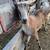 Mini Alpine Goats - Bred Yearling Does 4 thumbnail