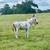 Minispotted donkey 4 thumbnail
