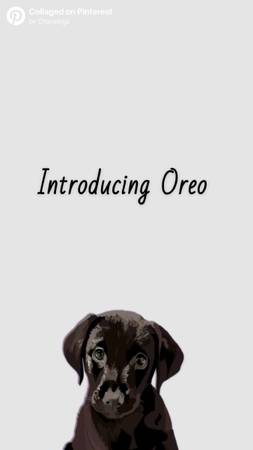 Oreo the puppy (Higley)63905906219266120