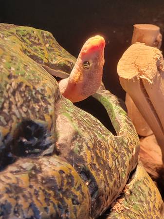 Banana boy BP